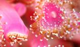 Jewel Anemone - Mark Lavington - Mega to Macro - 1st Place